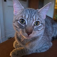 Lori Boaz is registered to the contest to win money with this photo: cat, tabby, gray_cat, close_up, green_eyes, whiskers, pet, feline, animal, domestic_cat, resting, portrait, indoor, curious, fur, ears, nose, paws, background_blur, soft_light