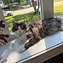 animal, cat, daylight, feline, fluffy_cat, fur, gray_cat, greenery, house, indoor, nature, pet, relaxed, resting, suburban, sunlight, tree, white_cat, window, windowsill