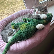 Kit Ten is registered to the contest to win money with this photo: kitten, cat, sleeping, plush_toy, alligator, pink_bed, window, cozy, indoor, pet, fur, cute, animal, resting, paw, toy, soft, nap, domestic, feline