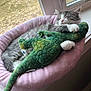 kitten, cat, sleeping, plush_toy, alligator, pink_bed, window, cozy, indoor, pet, fur, cute, animal, resting, paw, toy, soft, nap, domestic, feline