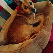 Shanna a rejoint le concours — aidez-le/la à gagner de superbes lots ! dog, pet_bed, indoor, cozy, resting, brown_dog, looking_back, carpet, blanket, furniture, home, relaxed, ears_up, canine, animal, comfort, cute, domestic, household, lying_down