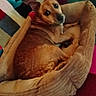 dog, pet_bed, indoor, cozy, resting, brown_dog, looking_back, carpet, blanket, furniture, home, relaxed, ears_up, canine, animal, comfort, cute, domestic, household, lying_down