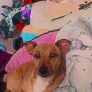 Shanna a rejoint le concours — aidez-le/la à gagner de superbes lots ! ancient_dog_breeds, art, canidae, carnivore, companion_dog, dog, dog_breed, dog_supply, fawn, fur, happy, linens, non_sporting_group, paint, pet_supply, selfie, snout, sporting_group, visual_arts, working_animal