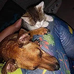 Shanna participe au concours pour gagner de l'argent avec cette photo : carnivore, cat, cloud, comfort, companion_dog, dog_breed, domestic_short_haired_cat, ear, fawn, felidae, fur, jaw, lap, mammal, nap, paw, small_to_medium_sized_cats, snout, whiskers, working_animal
