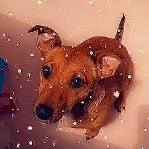 Shanna a rejoint le concours — aidez-le/la à gagner de superbes lots ! art, canidae, carnivore, companion_dog, dog, dog_breed, eye, fawn, fur, head, liquid, liver, metal, rectangle, snout, sporting_group, terrestrial_animal, whiskers, wood, working_animal
