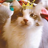 Boulette a rejoint le concours — aidez-le/la à gagner de superbes lots ! cat, feline, crown_sticker, fluffy, indoor, couch, blanket, pet, animal, fur, whiskers, ears, face, domestic_animal, living_room, curious, closeup, sitting, cute, household