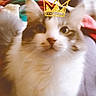 cat, feline, crown_sticker, fluffy, indoor, couch, blanket, pet, animal, fur, whiskers, ears, face, domestic_animal, living_room, curious, closeup, sitting, cute, household