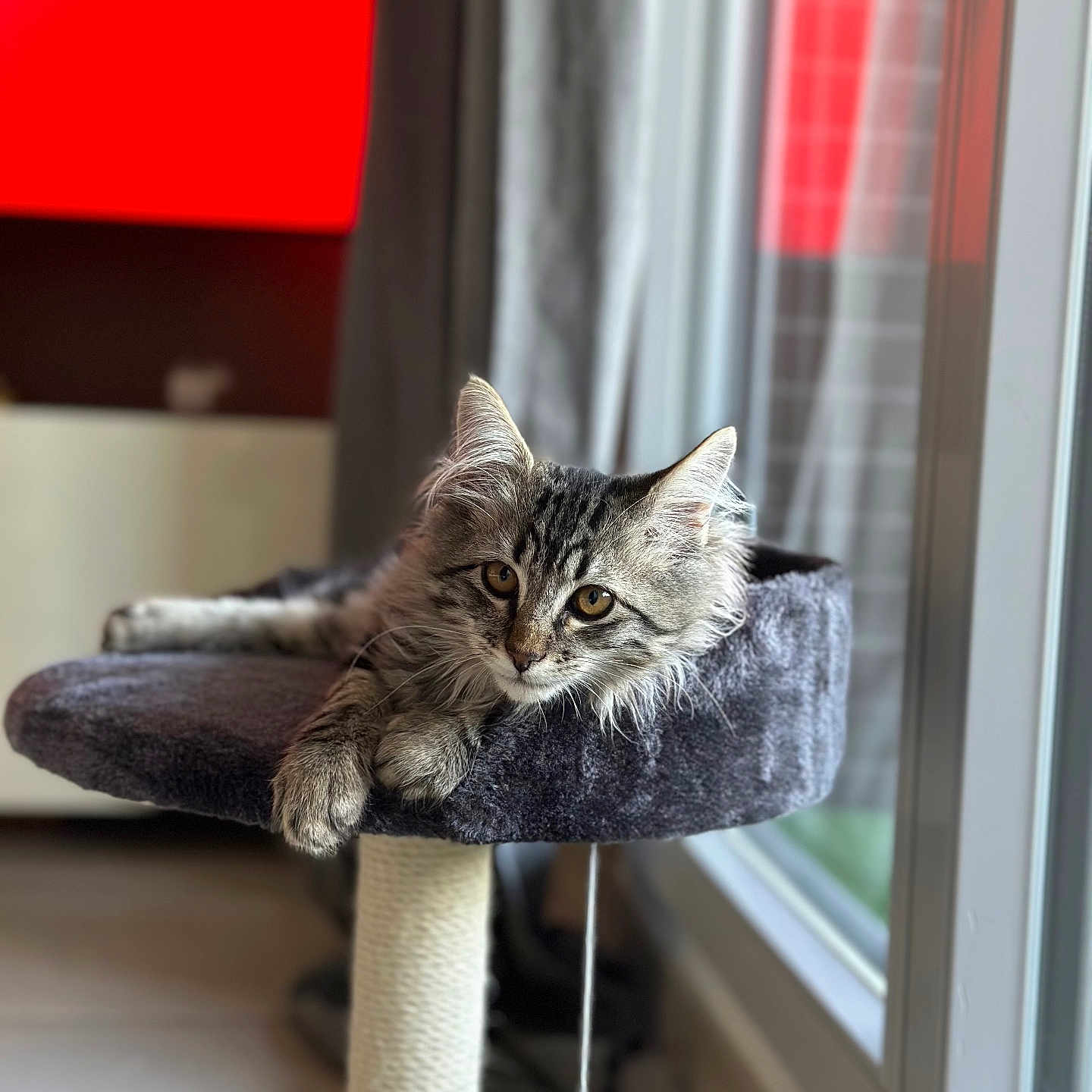 Wonka participe au concours pour gagner de l'argent avec cette photo : abyssinian, angora, animal, architecture, building, cat, chair, couch, curtain, cushion, furniture, hardwood, homedecor, indoors, kitten, manx, pet, window, windowsill, wood
