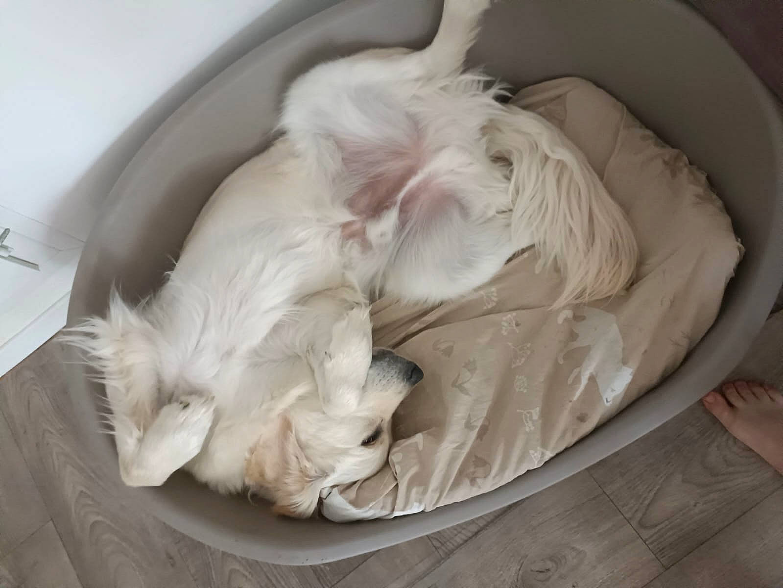 Ted participe au concours pour gagner de l'argent avec cette photo : bean_bag, canidae, carnivore, cat, cat_supply, comfort, companion_dog, dog_breed, felidae, fur, linens, nap, plastic_bag, sleep, small_to_medium_sized_cats, sporting_group, tail, whiskers