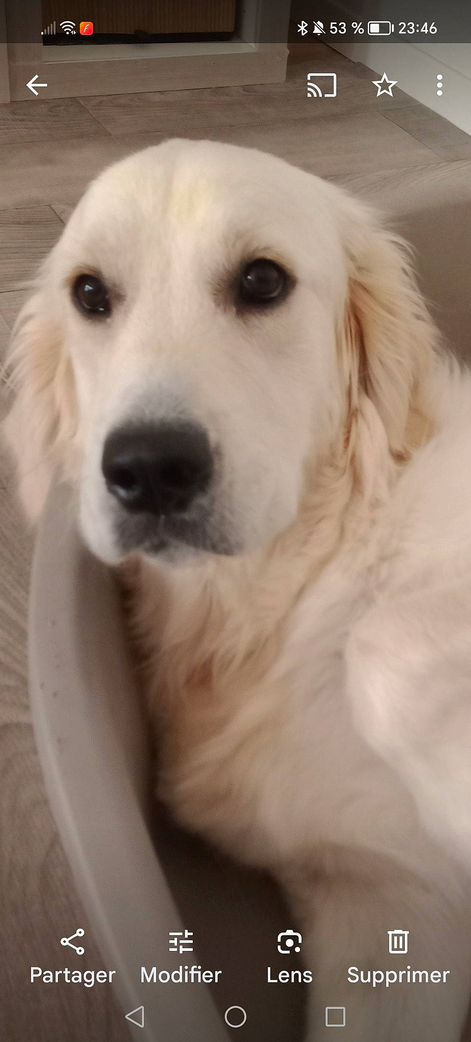 Ted participe au concours pour gagner de l'argent avec cette photo : ancient_dog_breeds, canidae, carnivore, companion_dog, dog, dog_breed, fawn, fur, snout, sporting_group, terrestrial_animal, whiskers, working_animal, working_dog