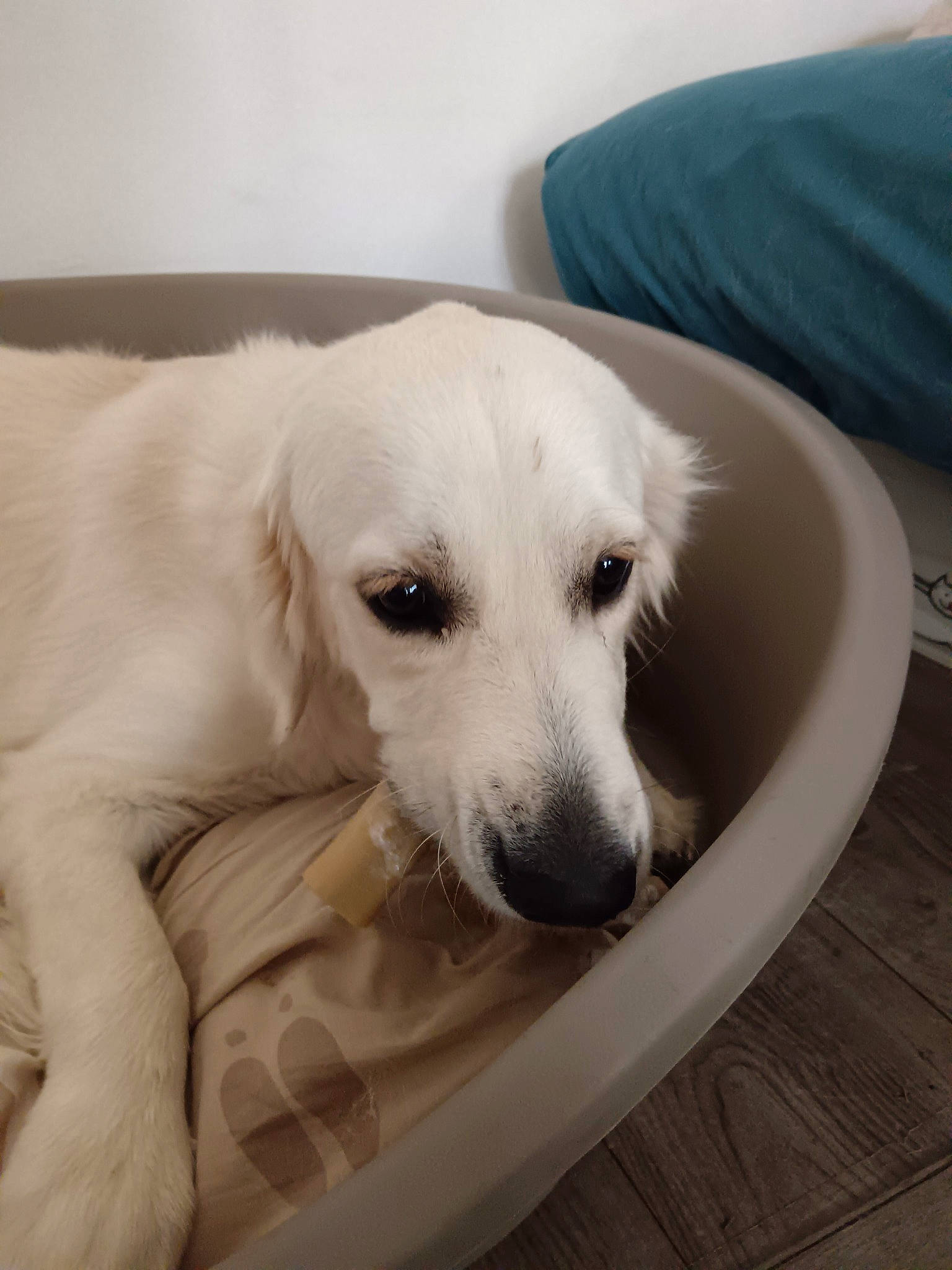 Ted participe au concours pour gagner de l'argent avec cette photo : carnivore, comfort, companion_dog, couch, dog, dog_breed, fawn, flooring, linens, pet_supply, snout, sporting_group, terrestrial_animal, whiskers, wood, working_animal