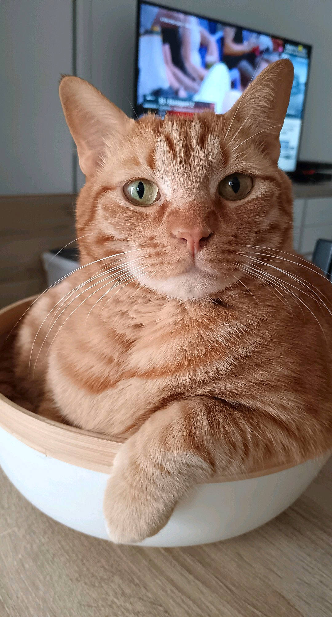 Pumba participe au concours pour gagner de l'argent avec cette photo : carnivore, cat, cat_supply, claw, domestic_short_haired_cat, fawn, felidae, fur, paw, pet_supply, small_to_medium_sized_cats, snout, whiskers, window