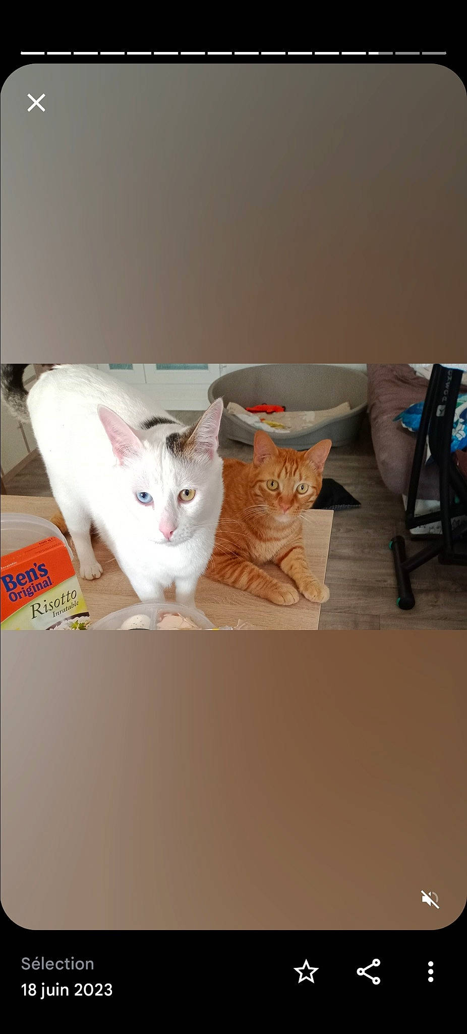Pumba participe au concours pour gagner de l'argent avec cette photo : cardboard, carnivore, cat, comfort, domestic_short_haired_cat, fawn, felidae, flooring, fur, linens, paper_product, paw, room, small_to_medium_sized_cats, tail, whiskers, window, wood
