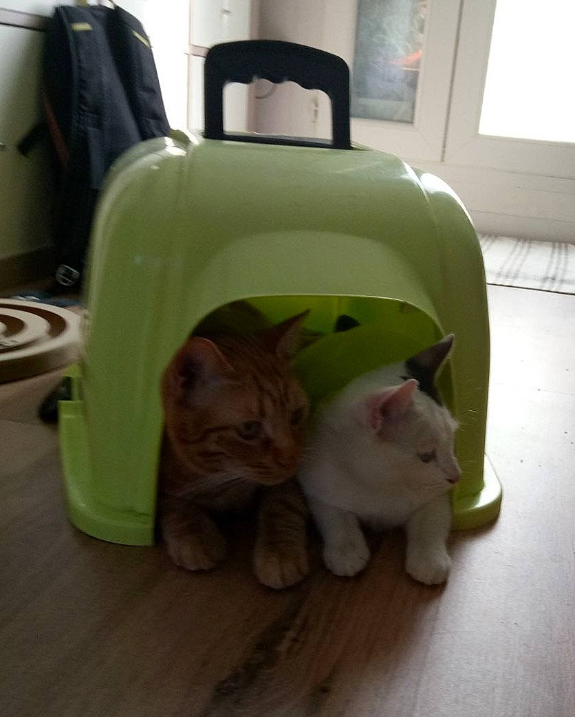 Pumba a rejoint le concours — aidez-le/la à gagner de superbes lots ! carnivore, cat, comfort, companion_dog, domestic_short_haired_cat, fawn, felidae, floor, flooring, fur, hardwood, home_appliance, mammal, pet_supply, room, small_to_medium_sized_cats, tail, toy, whiskers, wood