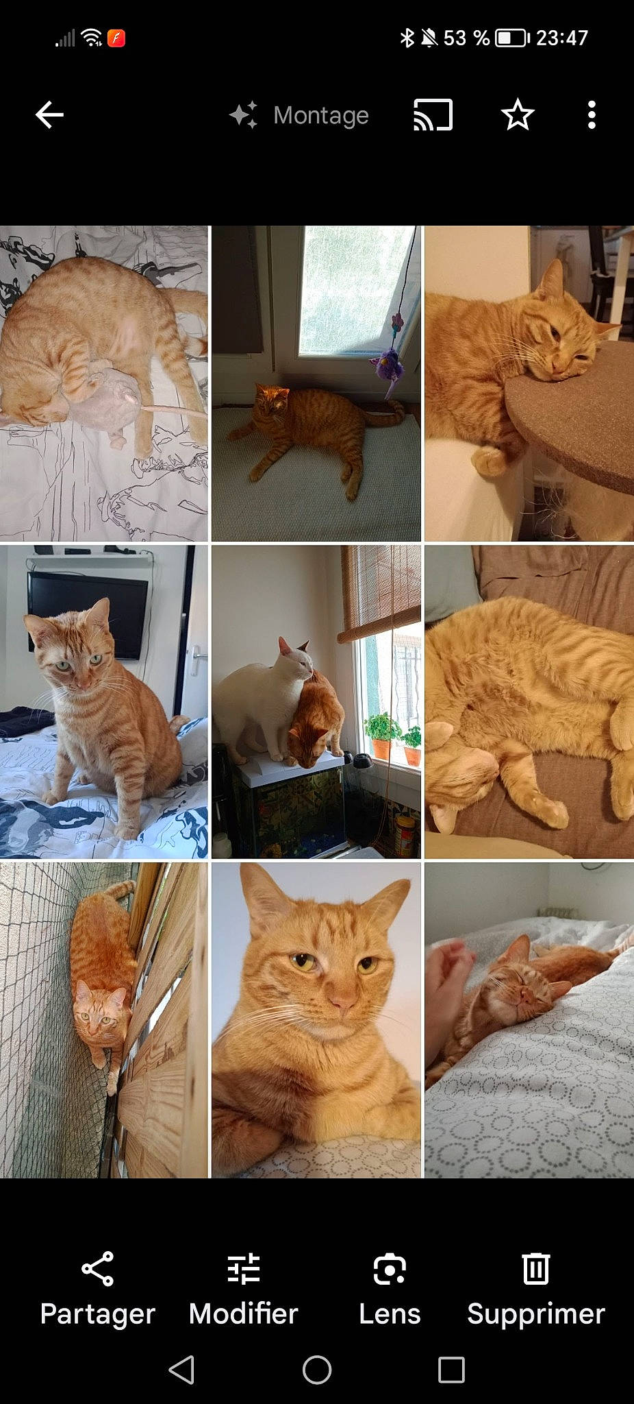 Pumba participe au concours pour gagner de l'argent avec cette photo : art, carnivore, cat, collage, domestic_short_haired_cat, fawn, felidae, fur, mammal, pattern, paw, photo_caption, photograph, small_to_medium_sized_cats, tail, terrestrial_animal, vertebrate, whiskers, wildlife, wood