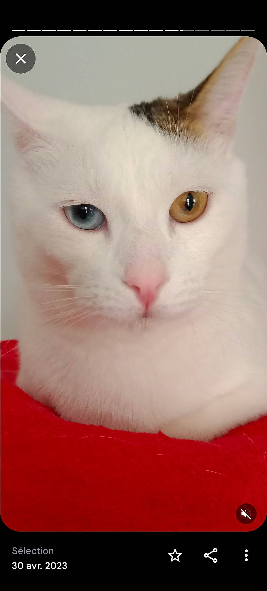 Oscar a rejoint le concours — aidez-le/la à gagner de superbes lots ! carnivore, cat, domestic_short_haired_cat, ear, felidae, fur, small_to_medium_sized_cats, snout, tail, whiskers