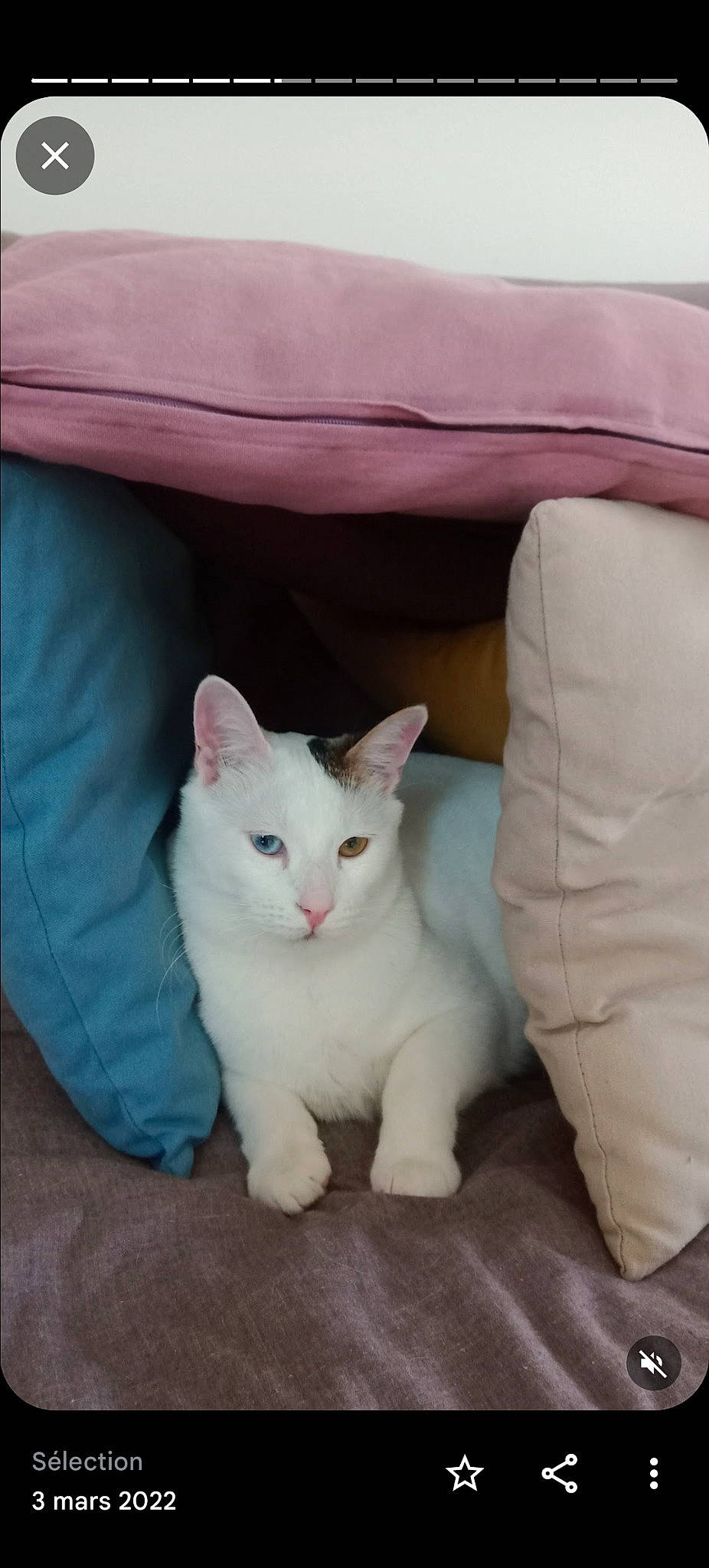 Oscar a rejoint le concours — aidez-le/la à gagner de superbes lots ! carnivore, cat, comfort, domestic_short_haired_cat, felidae, fur, linens, paw, sitting, small_to_medium_sized_cats, snout, tail, terrestrial_animal, whiskers