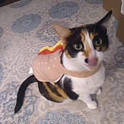 Angela joined the competition — help win amazing prizes! animal, calico_cat, carpet, cat, costume, cute, domestic_cat, ears, funny, fur, hot_dog_costume, household, indoor, looking_up, patterned_rug, pet, pet_clothing, playful, tail, whiskers