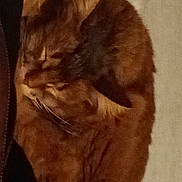 Nyla a rejoint le concours — aidez-le/la à gagner de superbes lots ! cat, orange_cat, sleeping, curled_up, fur, pet, animal, indoor, cozy, resting, whiskers, ears, tail, feline, close_up, quiet, calm, soft, relaxing, nap