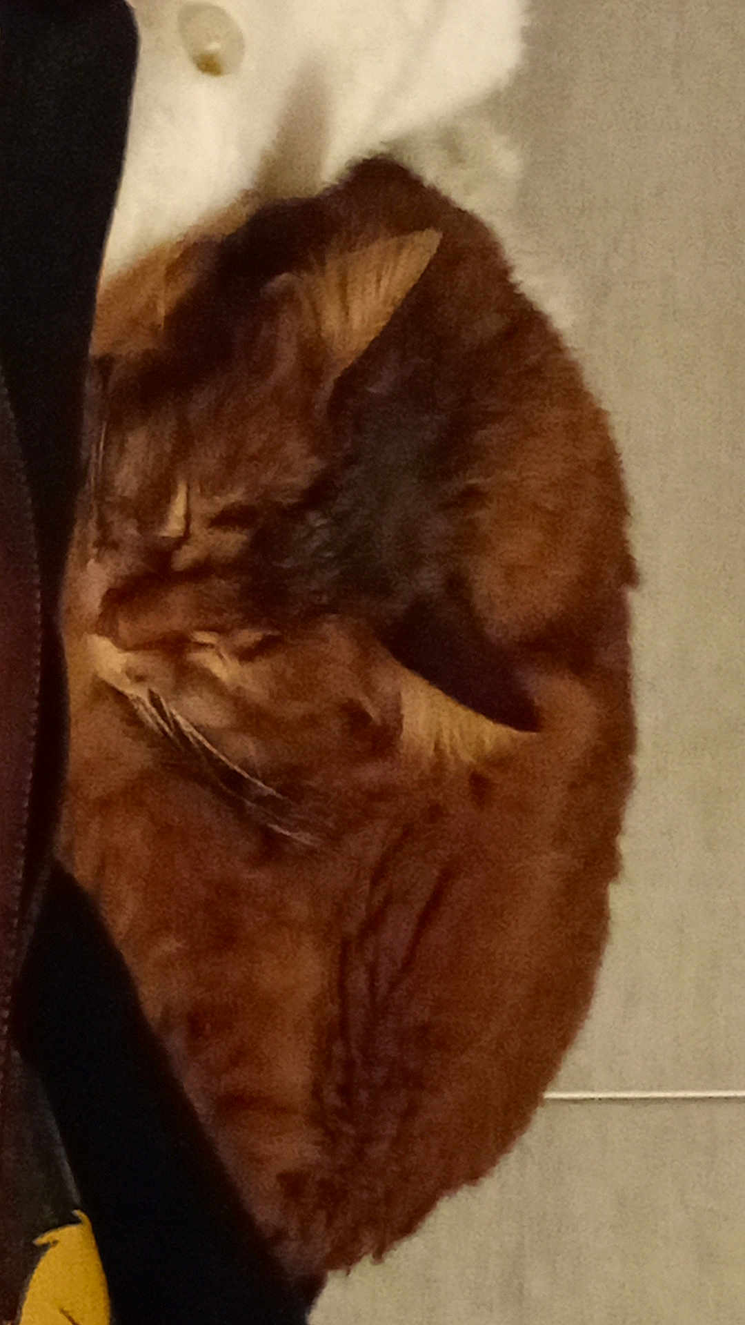 Nyla a rejoint le concours — aidez-le/la à gagner de superbes lots ! cat, orange_cat, sleeping, curled_up, fur, pet, animal, indoor, cozy, resting, whiskers, ears, tail, feline, close_up, quiet, calm, soft, relaxing, nap