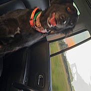 Bluebelle joined the competition — help win amazing prizes! backseat, black_dog, car_interior, collar, dog, happy, headrest, joyful, landscape, leather_seat, motion_blur, pet, portrait, road_trip, sky, sunset, tongue_out, travel, trees, window