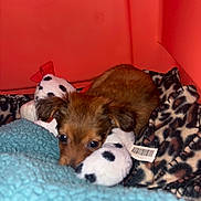 Charlie joined the competition — help win amazing prizes! blanket, blue_blanket, brown_puppy, closeup, cozy, cute, dog, eyes, fleece_blanket, fur, indoor, leopard_print, nose, pet, pet_bed, plastic_tub, plush_toy, puppy, resting, stuffed_animal