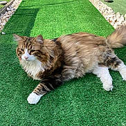 Loup Loup participe au concours pour gagner de l'argent avec cette photo : cat, fluffy, long_hair, white_paws, green_grass, artificial_grass, outdoor, sunlight, relaxed, pet, feline, nature, stone_border, mammal, animal, resting, daylight, calm, paw, tail