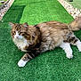 cat, fluffy, long_hair, white_paws, green_grass, artificial_grass, outdoor, sunlight, relaxed, pet, feline, nature, stone_border, mammal, animal, resting, daylight, calm, paw, tail