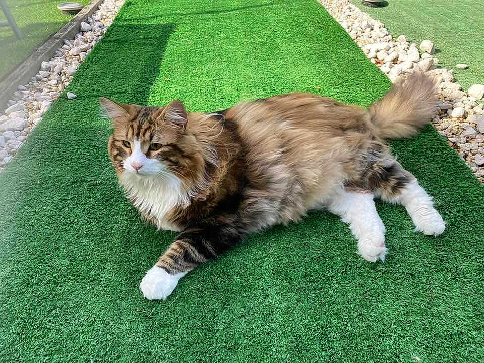 Loup Loup participe au concours pour gagner de l'argent avec cette photo : cat, fluffy, long_hair, white_paws, green_grass, artificial_grass, outdoor, sunlight, relaxed, pet, feline, nature, stone_border, mammal, animal, resting, daylight, calm, paw, tail