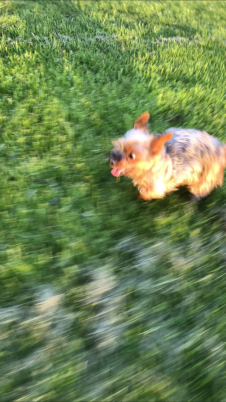 Tiny is registered to the contest to win money with this photo: beak, canidae, dog_breed, eurasian_red_squirrel, fawn, forest, fox_squirrel, fur, grass, groundcover, natural_landscape, plant, rodent, snout, squirrel, tail, terrestrial_animal, tree, whiskers, wildlife