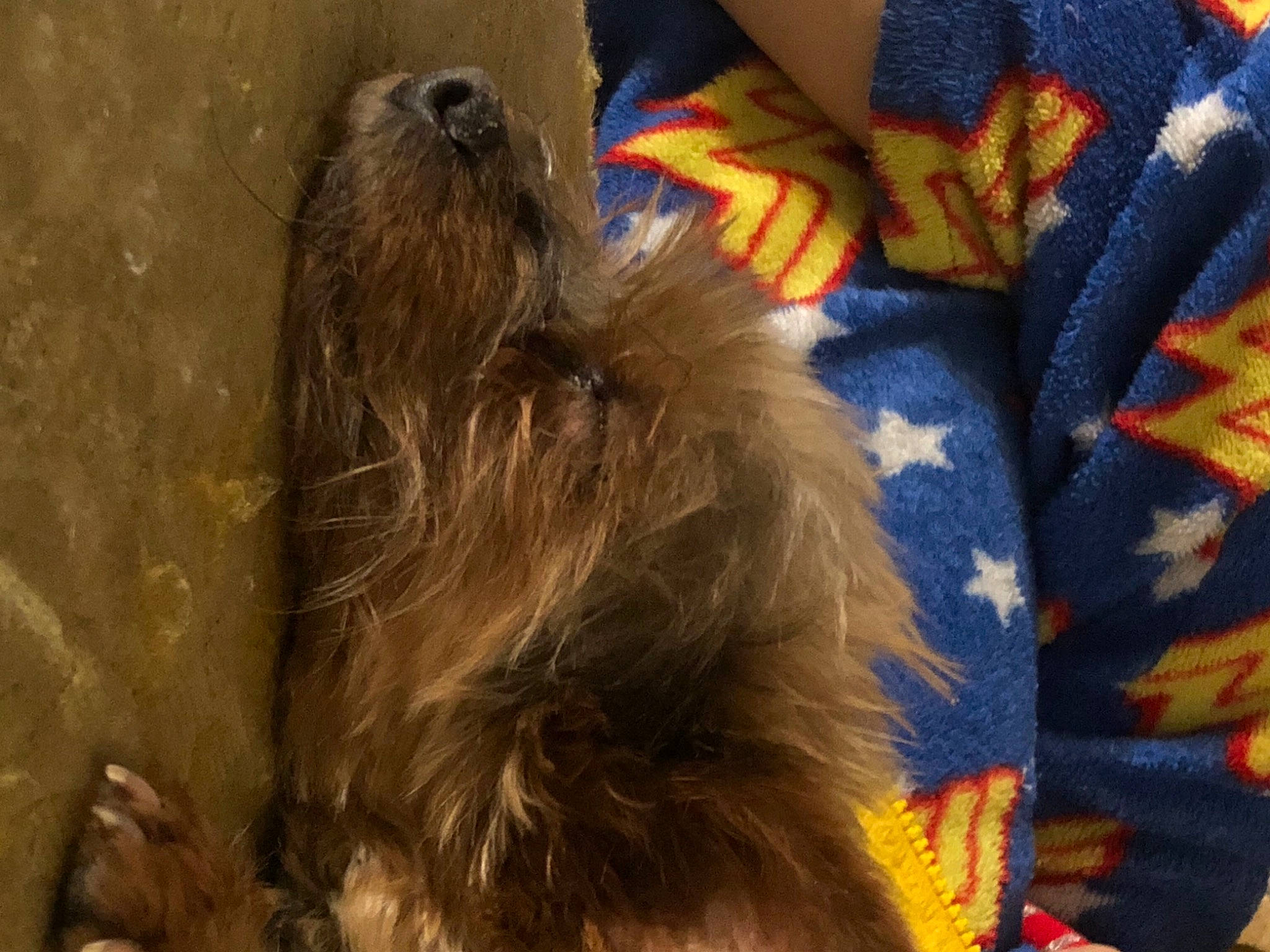 Tiny is registered to the contest to win money with this photo: canidae, carnivore, comfort, companion_dog, dog, dog_breed, dog_supply, electric_blue, fur, liver, pet_supply, small_terrier, sporting_group, tail, terrier, toy_dog, wood, working_animal