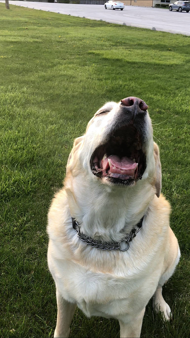 Lennox joined the competition — help win amazing prizes! canidae, carnivore, collar, companion_dog, dog, dog_breed, dog_collar, fang, fawn, grass, happy, jaw, leash, smile, snout, sporting_group, sunglasses, whiskers, working_animal, yawn