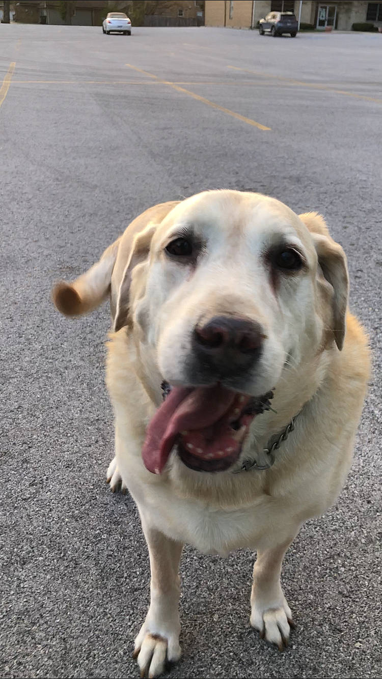 Lennox joined the competition — help win amazing prizes! asphalt, canidae, carnivore, circle, collar, companion_dog, dog, dog_breed, dog_collar, jaw, road_surface, snout, sporting_group, whiskers, working_animal, working_dog