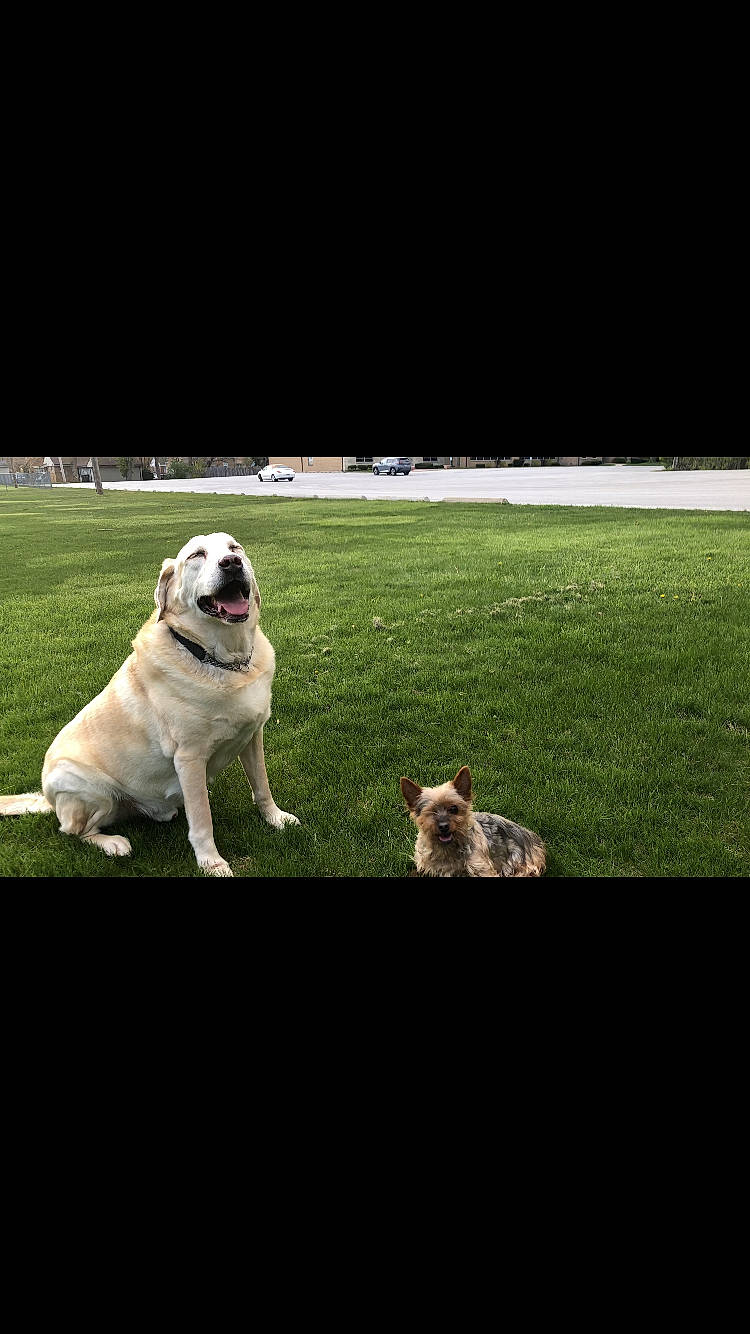 Lennox joined the competition — help win amazing prizes! canidae, carnivore, companion_dog, darkness, dog, dog_breed, fawn, grass, lawn, non_sporting_group, plant, rectangle, snout, sporting_group, tail, toy_dog, working_animal, working_dog