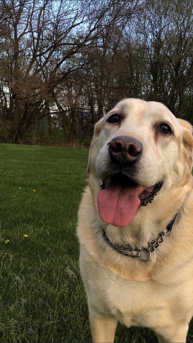 Lennox joined the competition — help win amazing prizes! canidae, carnivore, collar, companion_dog, dog, dog_breed, dog_collar, fang, fawn, golden_retriever, grass, gun_dog, livestock_guardian_dog, plant, snout, sporting_group, terrestrial_animal, tree, whiskers, working_dog