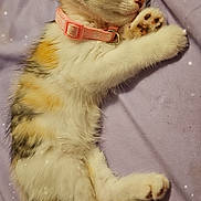 Milly joined the competition — help win amazing prizes! kitten, sleeping, pink_collar, purple_blanket, fur, paw, cute, pet, animal, domestic_cat, tabby, calico, whiskers, relaxing, cozy, napping, soft, small, adorable, indoor