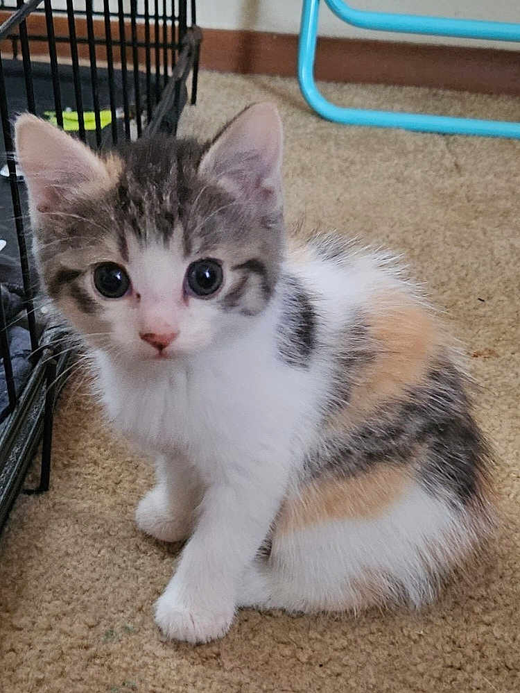 Milly joined the competition — help win amazing prizes! kitten, cat, animal, pet, fur, carpet, indoor, cute, young, small, white, gray, orange, sitting, curious, ears, whiskers, floor, cage, chair