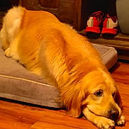 Audie joined the competition — help win amazing prizes! golden_retriever, dog, pet, lying_down, dog_bed, wooden_floor, indoor, sneakers, red_shoes, relaxed, animal, canine, fur, mammal, resting, household, flooring, domestic_animal, cozy, background