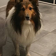 Nao a rejoint le concours — aidez-le/la à gagner de superbes lots ! dog, shetland_sheepdog, pet, indoor, floor, tile, fur, animal, canine, looking, standing, ears, face, brown, white, black, domestic, companion, cute, furry