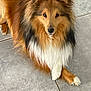 Nino a rejoint le concours — aidez-le/la à gagner de superbes lots ! animal, black_fur, brown_fur, canine, crossed_paws, cute, dog, domestic_animal, floor, fur, indoor, long_hair, looking_at_camera, paw, pet, portrait, relaxed, shetland_sheepdog, tile, white_fur