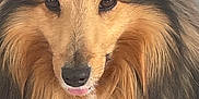Nino participe au concours pour gagner de l'argent avec cette photo : animal, black, brown, canine, close_up, cute, dog, domestic_animal, ears, face, fluffy, friendly, fur, long_hair, muzzle, pet, portrait, shetland_sheepdog, tongue, white