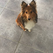 Nino a rejoint le concours — aidez-le/la à gagner de superbes lots ! adorable, alert, animal, black, brown, canine, companion, cute, dog, ears, floor, fluffy, fur, indoor, looking_up, pet, shetland_sheepdog, small_dog, tile, white
