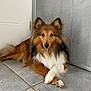 Nino participe au concours pour gagner de l'argent avec cette photo : animal, black, brown, calm, canine, crossed_paws, dog, ears, floor, fur, indoor, long_fur, looking_at_camera, paws, pet, portrait, resting, shetland_sheepdog, tile, white