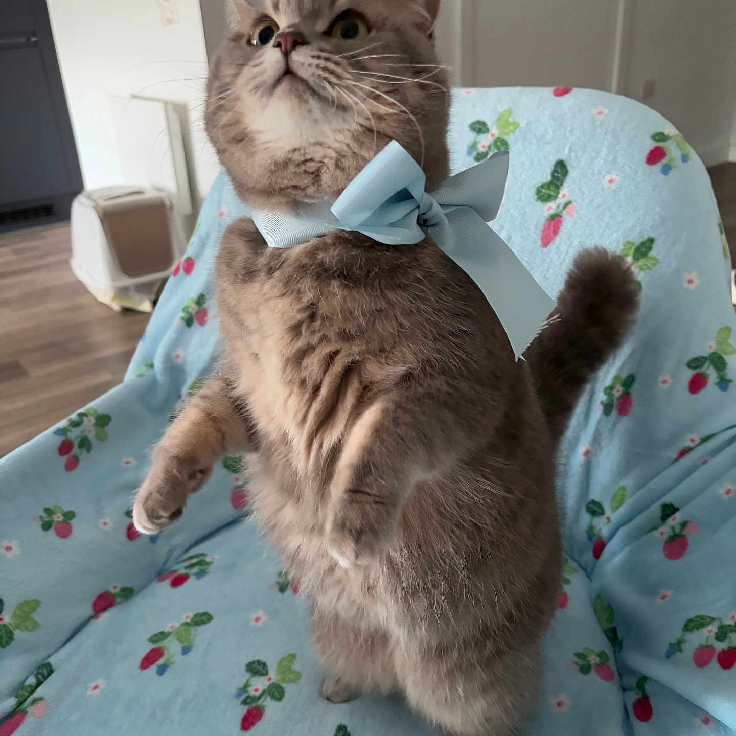 Nelly joined the competition — help win amazing prizes! animal, blanket, blue_bow, bow, cat, curious, cute, door, ears, feline, floor, fluffy, gray_cat, home, indoor, pet, playful, standing, tail, whiskers