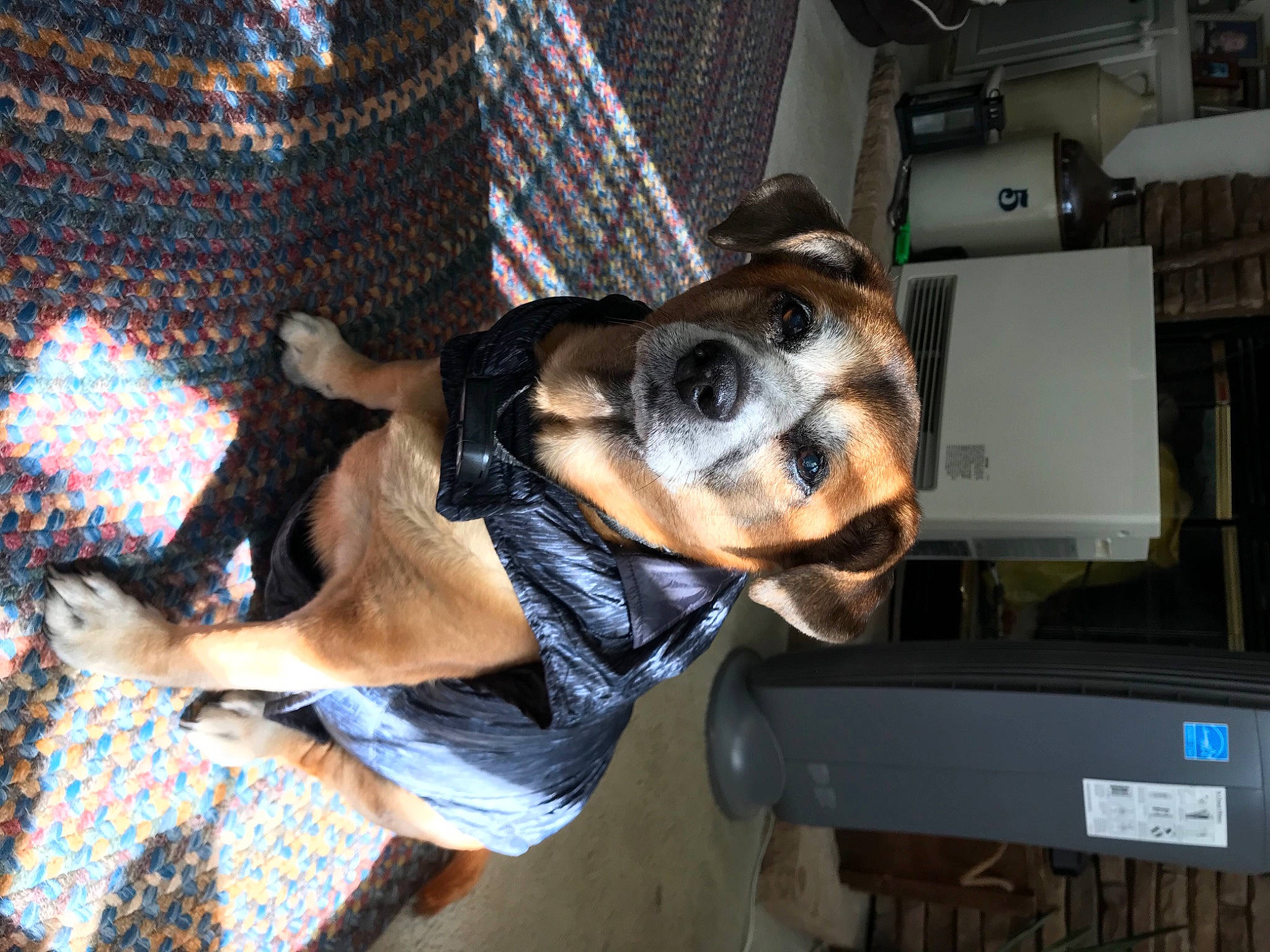 Kloe joined the competition — help win amazing prizes! box, canidae, carnivore, collar, companion_dog, dog, dog_breed, dog_collar, dog_supply, fawn, guard_dog, pattern, pet_supply, plaid, scent_hound, snout, sporting_group, vehicle_door, working_animal, working_dog