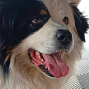 Pasha participe au concours pour gagner de l'argent avec cette photo : dog, tongue, close_up, fluffy, black_and_white, pet, animal, nose, fur, indoor, happy, friendly, canine, mouth_open, tongue_out, face, portrait, looking_away, ears, whiskers