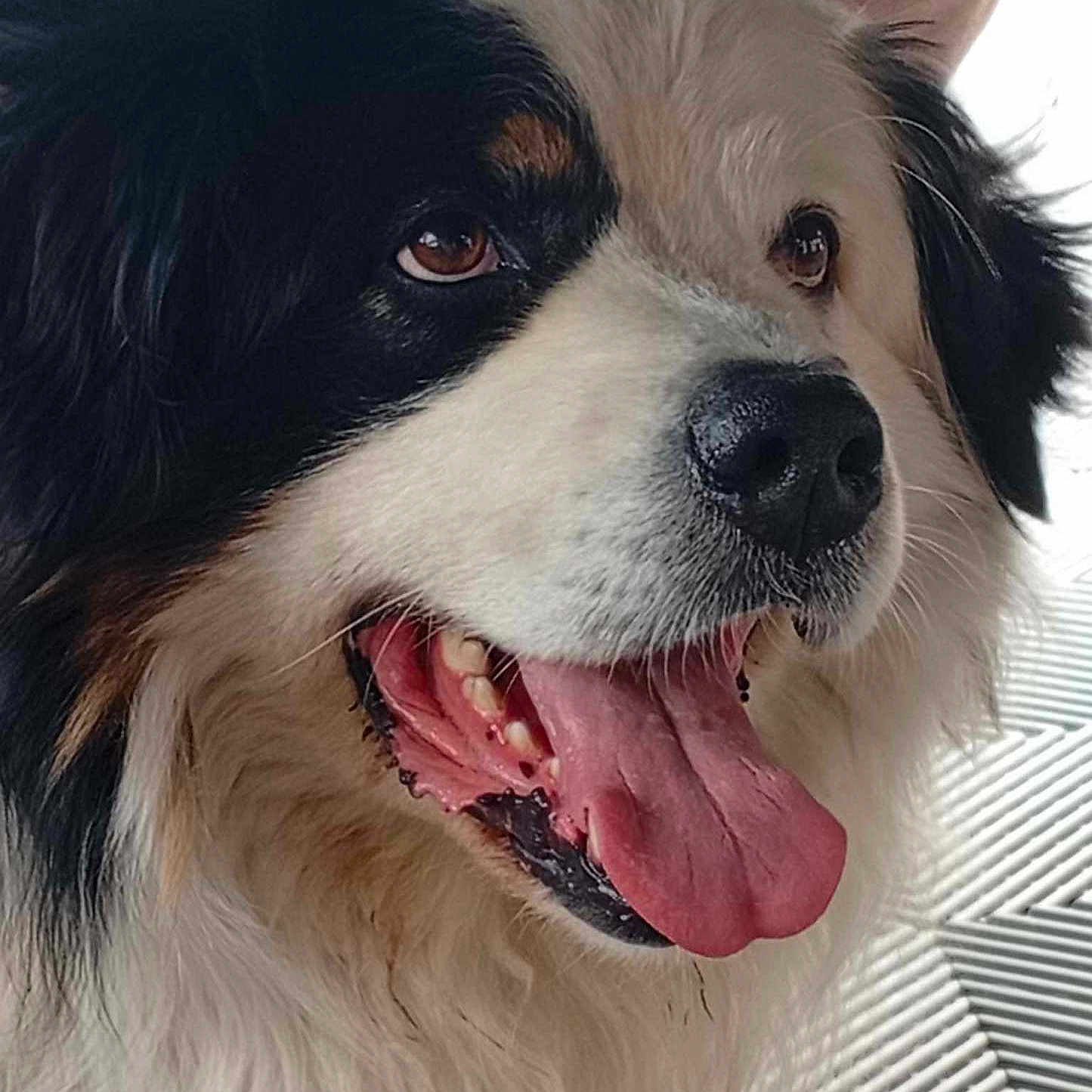 Pasha participe au concours pour gagner de l'argent avec cette photo : animal, black_and_white, canine, close_up, dog, ears, face, fluffy, friendly, fur, happy, indoor, looking_away, mouth_open, nose, pet, portrait, tongue, tongue_out, whiskers