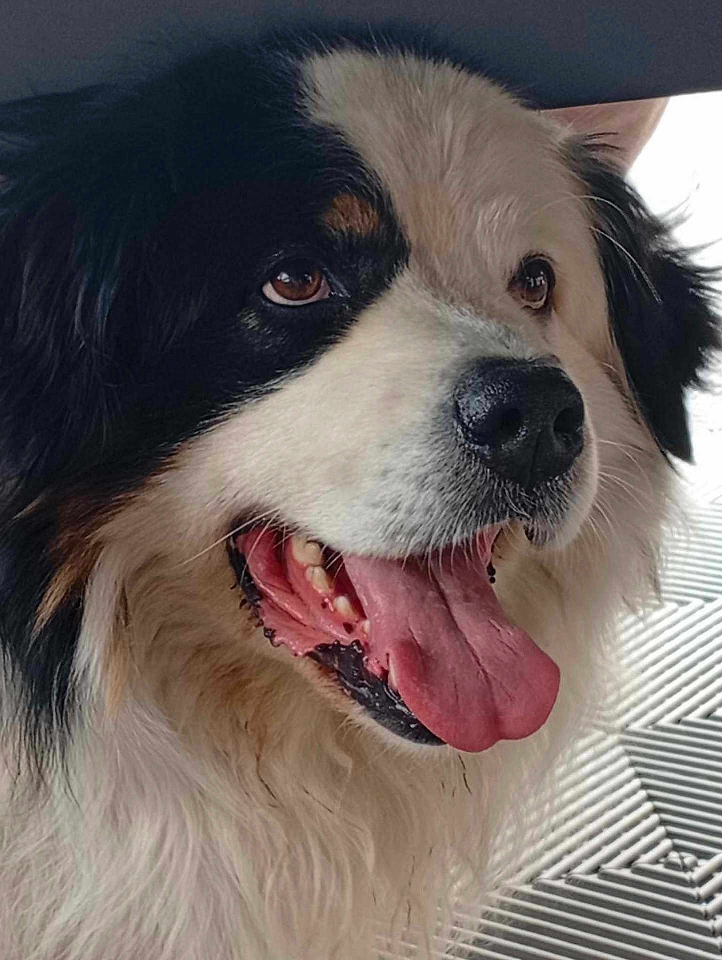 Pasha participe au concours pour gagner de l'argent avec cette photo : dog, tongue, close_up, fluffy, black_and_white, pet, animal, nose, fur, indoor, happy, friendly, canine, mouth_open, tongue_out, face, portrait, looking_away, ears, whiskers