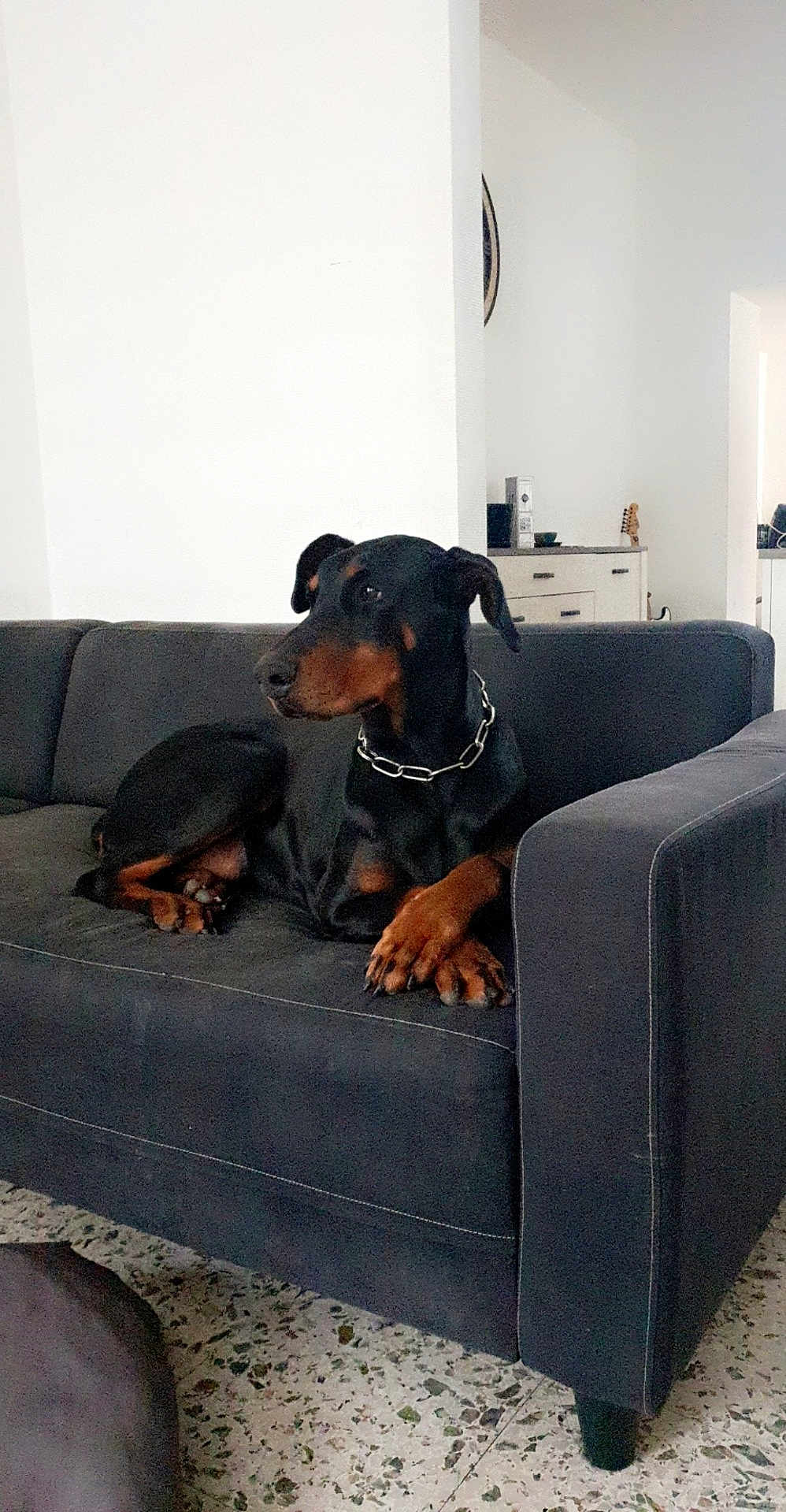 Hyouna a rejoint le concours — aidez-le/la à gagner de superbes lots ! animal, architecture, armchair, building, canine, chair, couch, cushion, dog, dogbed, furniture, homedecor, hound, indoors, interiordesign, livingroom, pet, pointer, puppy, room