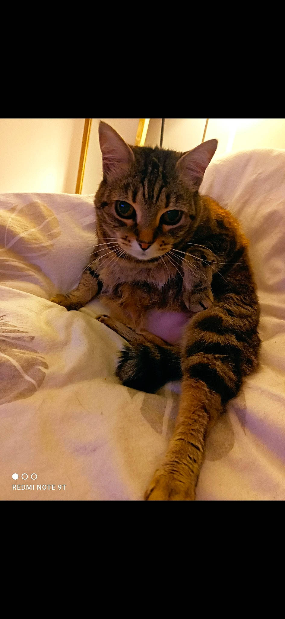 Minette a rejoint le concours — aidez-le/la à gagner de superbes lots ! bed, carnivore, cat, claw, comfort, domestic_short_haired_cat, eye, fawn, felidae, fur, human_body, paw, sitting, small_to_medium_sized_cats, snout, tail, terrestrial_animal, whiskers, wildlife